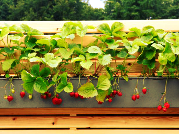 Hanging strawberries in gutter