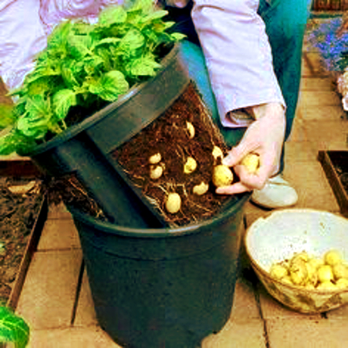 Potatoes 2 pots