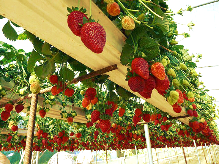 hanging Strawberries